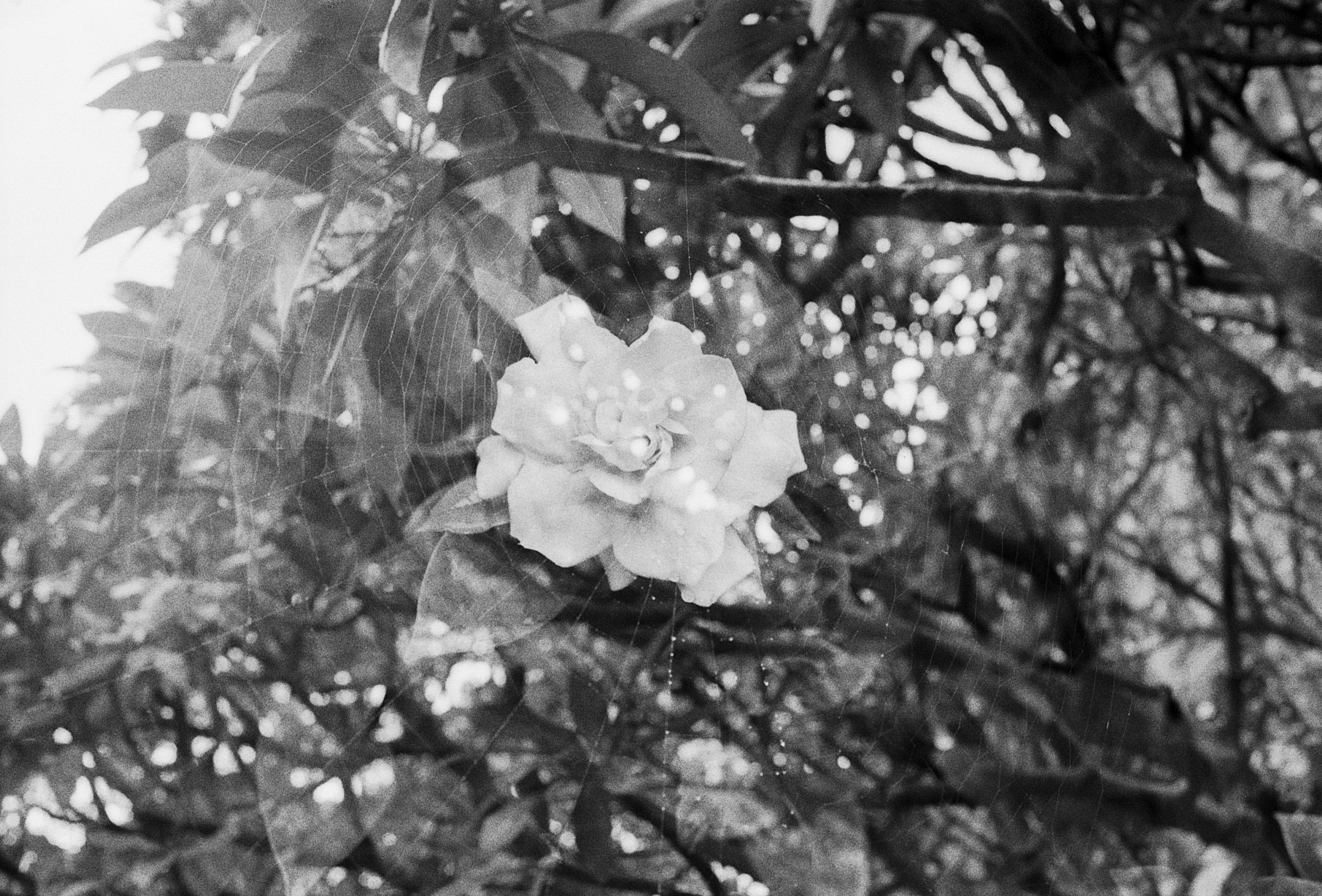 Film Photo 4